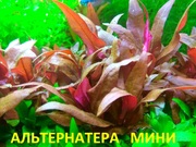 Альтернатера мини. НАБОРЫ растений для запуска акваса. Почтой и маршру