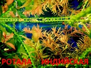 Ротала и др. растения. НАБОРЫ растений для запуска акваса. ПОЧТОЙ 