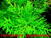 Синема  деморфная - НАБОРЫ растений для запуска. ПОЧТОЙ ОТПРАВ