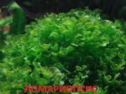 Ломариопсис. НАБОРЫ растений для запуска акваса. ПОЧТОЙ отправл