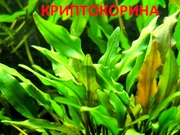 Криптокорина зеленая. НАБОРЫ растений для запуска акваса. ПОЧТОЙ