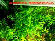 Хемиантус микроимоидес. НАБОРЫ растений для запуска. ПОЧТОЙ и МАРШРУ